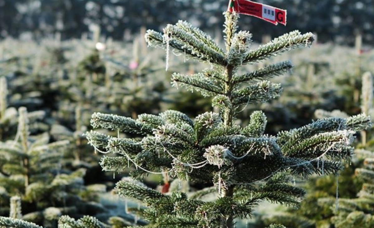 Ein Weihnachtsbaumplantage in der norwegischen Landschaft, umgeben von schneebedeckten Bergen und Tannenbäumen.