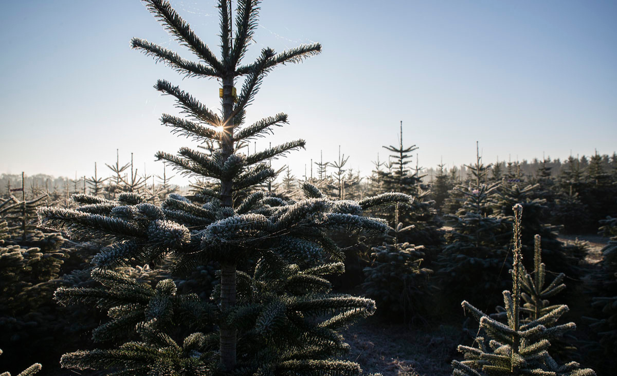 Weihnachtsbäume in einem Feld, umgeben von sanften Hügeln und einem klaren blauen Himmel.