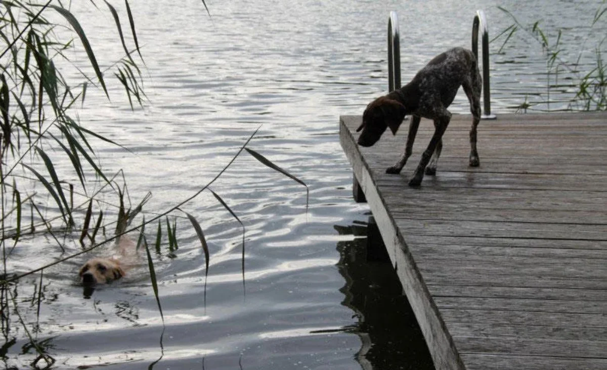 Zwei Hunde spielen an einem Steg