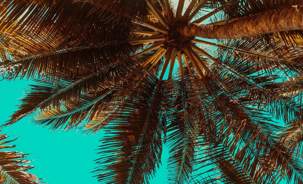 Eine Ansicht von Palmen, die sich majestätisch gegen den Himmel abheben, umgeben von strahlend blauem Himmel.