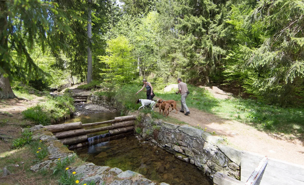 Ein Mann geht mit seinem Hund auf einem Weg spazieren, umgeben von Natur und frischer Luft.