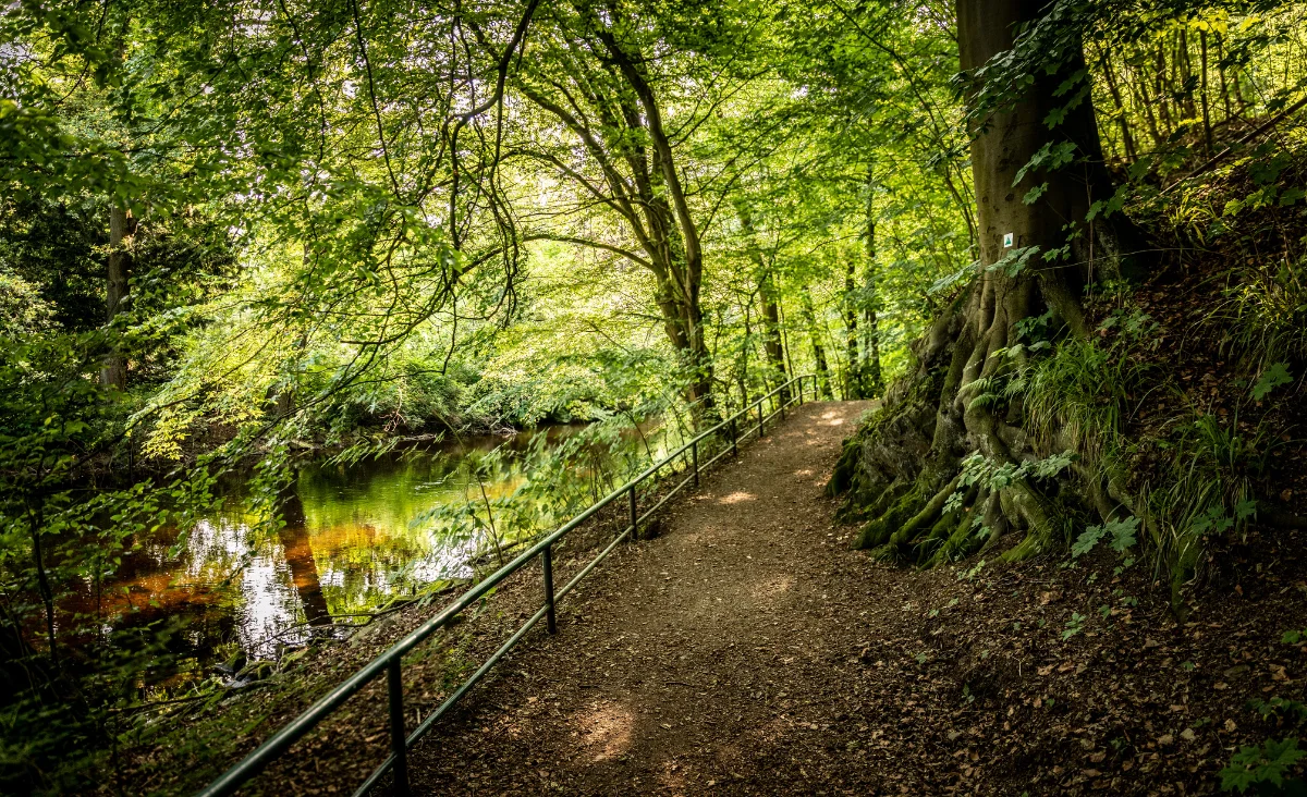 Pfad durch einen Wald mit Bäumen und Wasser