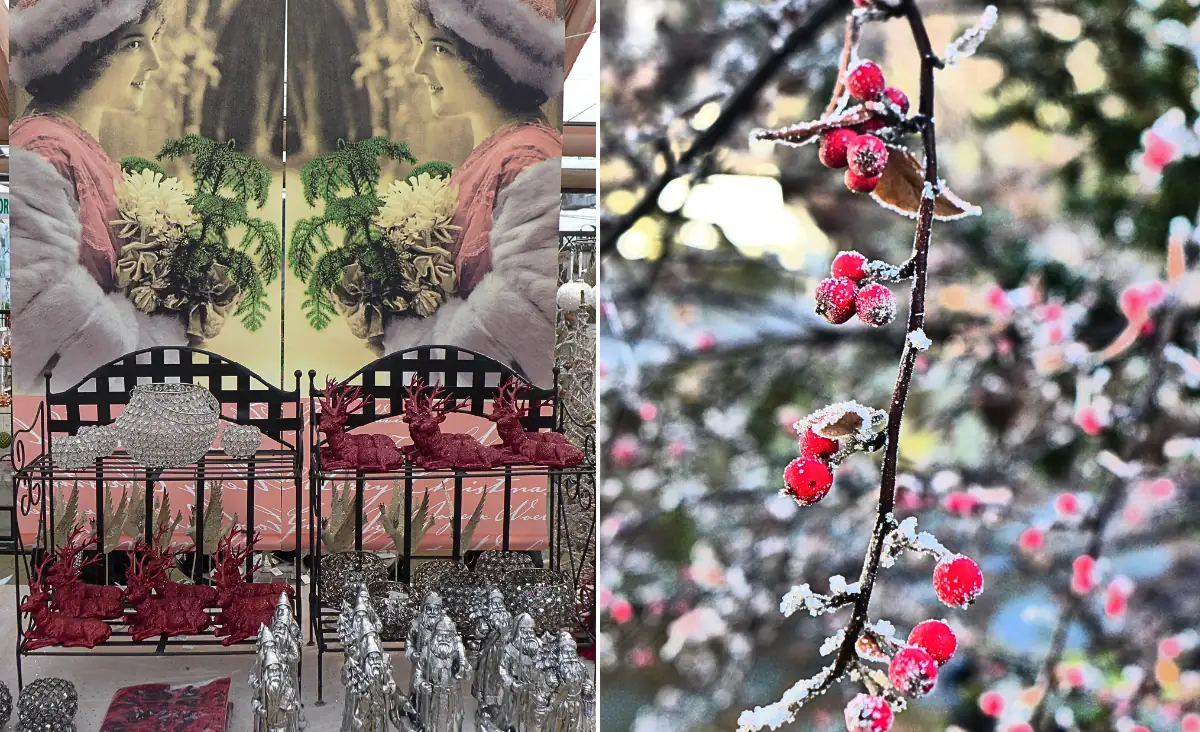 Nahaufnahme von roten Beeren an einem mit Raureif bedeckten Zweig vor unscharfem Hintergrund mit weiteren Beeren und Ästen